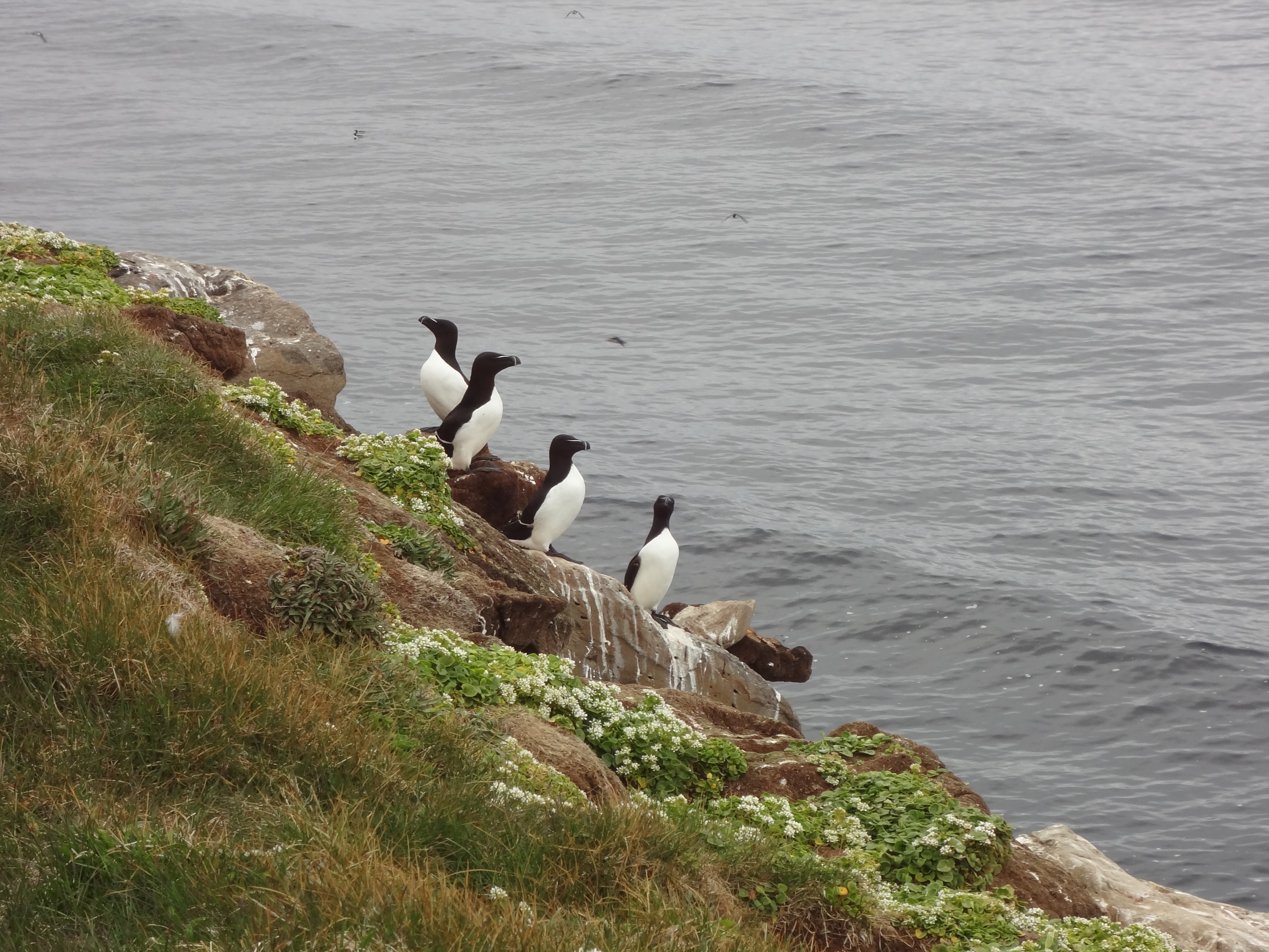 Birds on the east coast