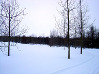 Kjarnaskogur