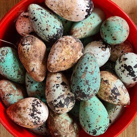 egg-5.jpg