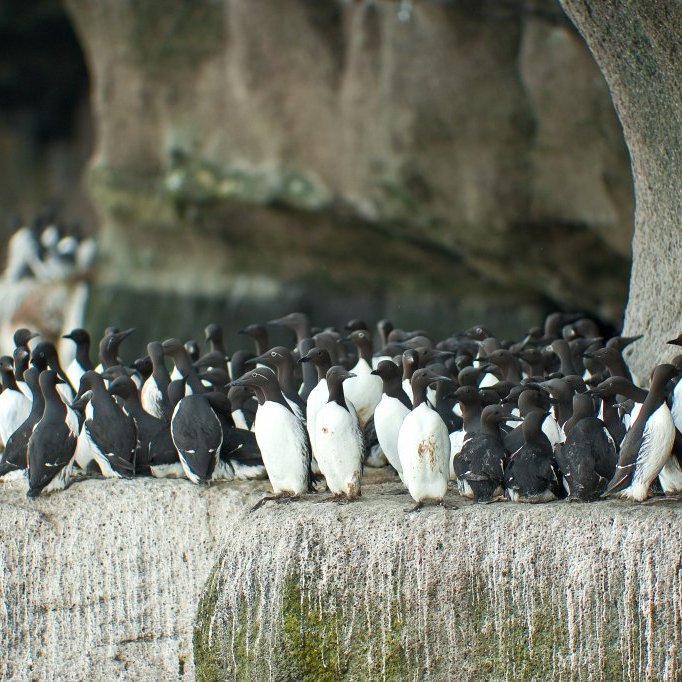 birdcliffsicelandegbreidipallur9_1361