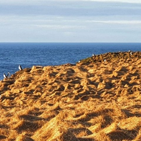 grimsey-lundi.jpg