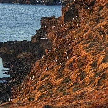 grimsey-lundi2.jpg