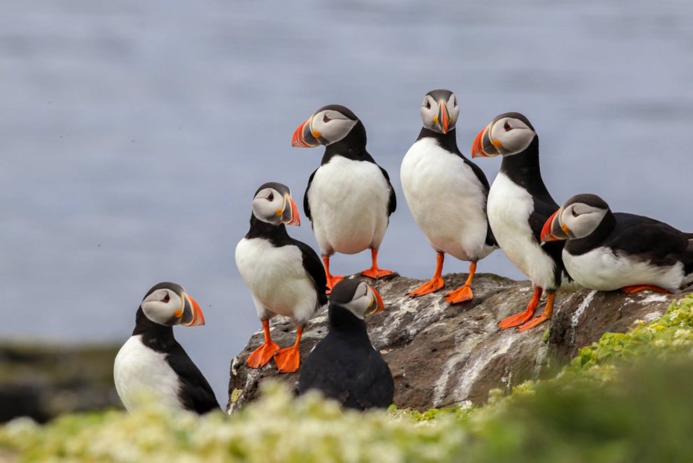 Mynd: María H. Tryggvadóttir