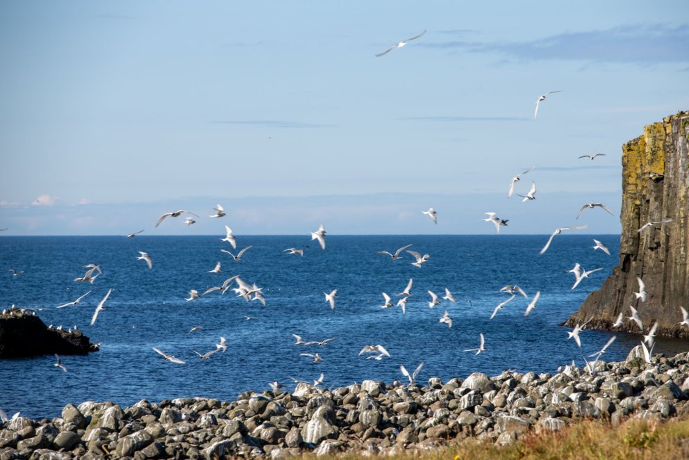 Kríur í Grímsey. Mynd Kristófer Knutsen