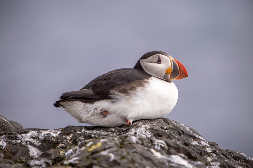 Mynd: María H. Tryggvadóttir