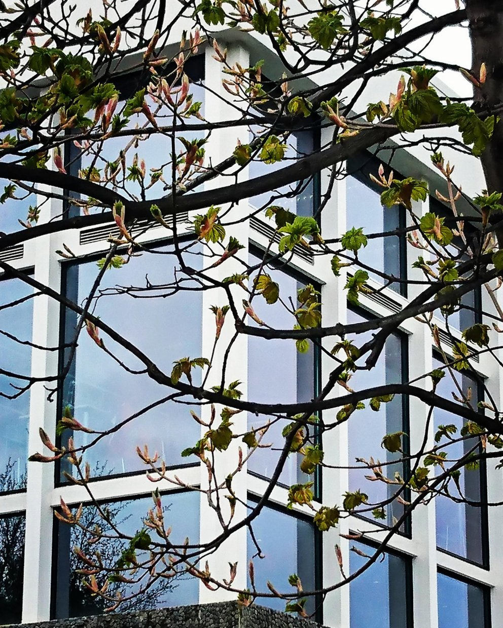 Könnun fyrir Amtsbókasafnið / Survey for the Municipal Library