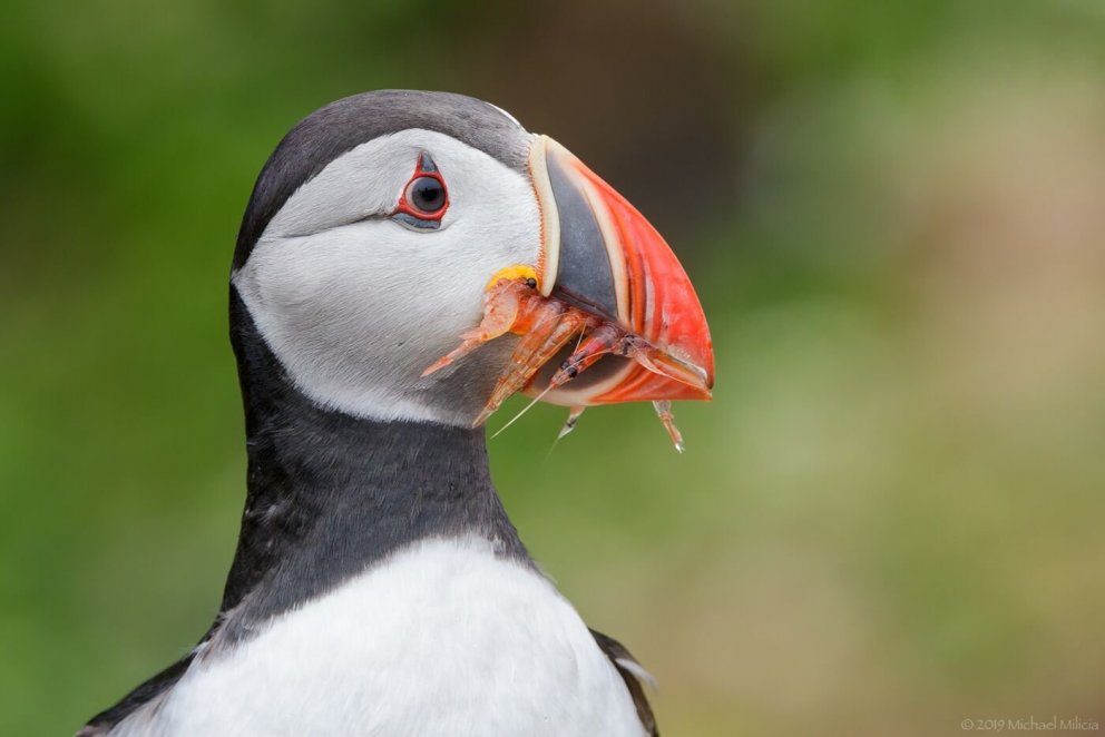 Photo: Michael Milicia