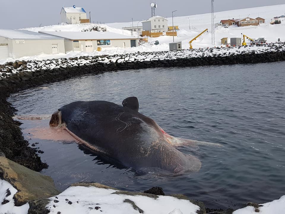 Mynd: Anna María Sigvaldadóttir