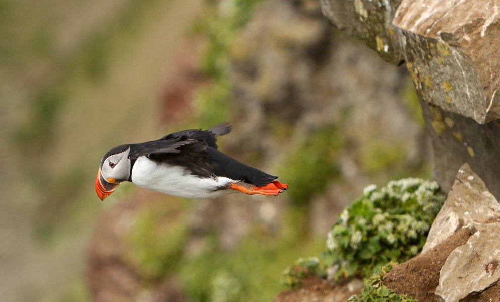 Mynd: María Tryggvadóttir