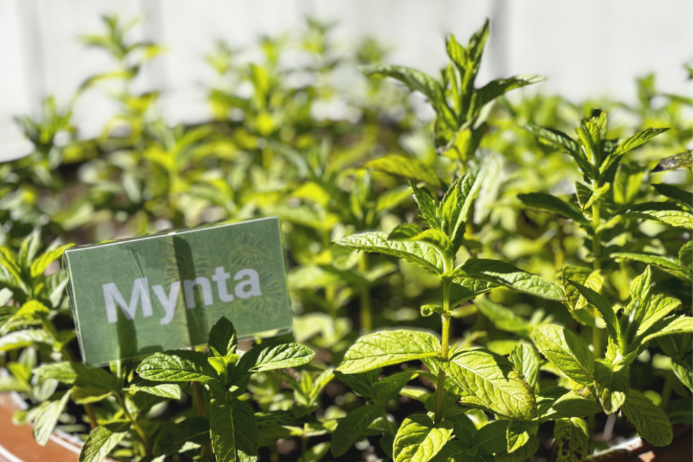 Uppskera úr samfélagsgarðinum okkar!