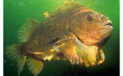 Hrognkelsi. Mynd: Visindavefurinn.is.