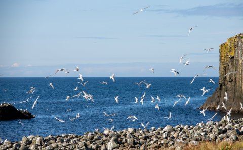 Kríur í Grímsey. Mynd Kristófer Knutsen