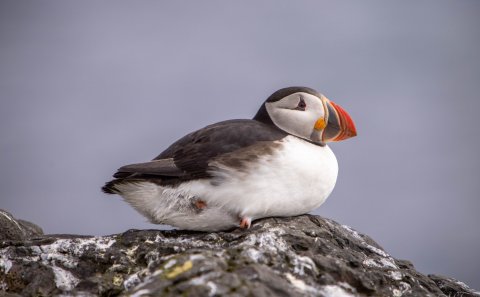 Mynd: María H. Tryggvadottir