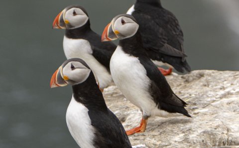 Lundar í Grímsey 
Mynd: María H. Tryggvadóttir