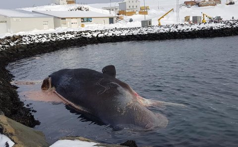 Mynd: Anna María Sigvaldadóttir