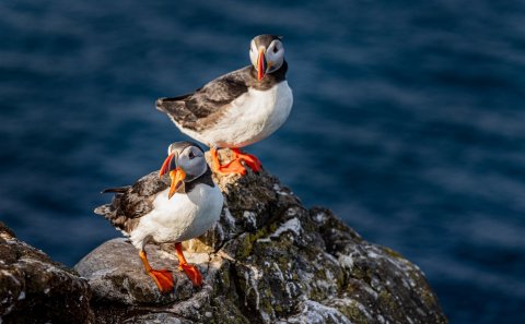 Mynd: Kristófer Knutsen