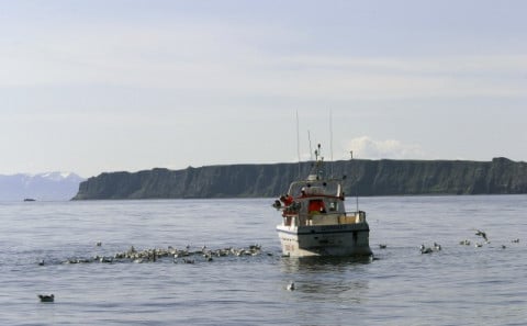 Boat tours & Sea angling