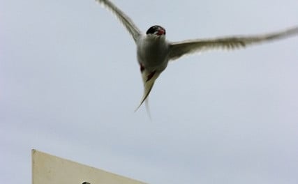 Kynningarfundir vegna sameiningarmála