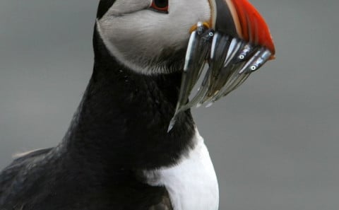 Grímseyjardagur í fyrsta sinn