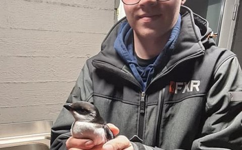 Myndir: Anna María Sigvaldadóttir. Á myndinni má sjá Bjarni Reykjalín Magnússon með fuglinn fyrir ut…