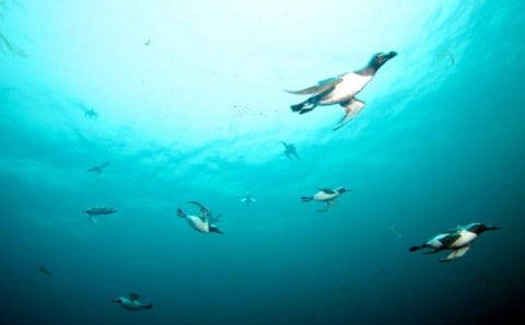 Mynd: Erlendur Bogason.