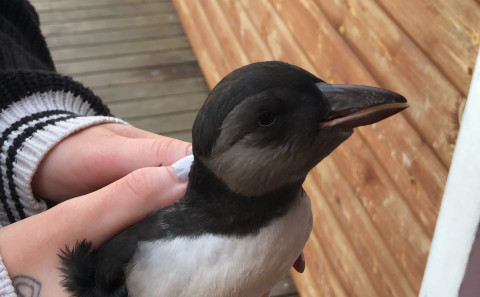 Mynd: Unnur Birta Sævarsdóttir