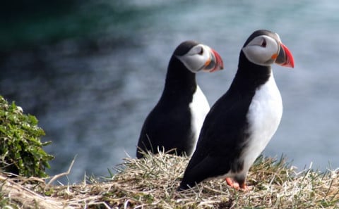 Puffins in Grímsey