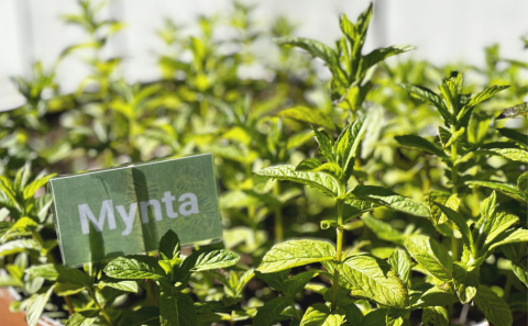 Uppskera úr samfélagsgarðinum okkar!