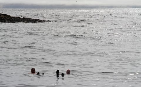 Svamlað í sjónum við heimskautsbaug.