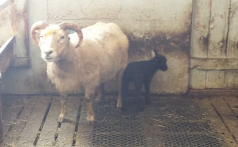 Ærin Sólgul og lambdrottningin Levý. Mynd: Hulda Signý Gylfadóttir